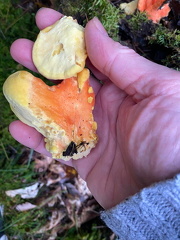 385436443 10162823179152542 711762646366143721 n 17907689540832328