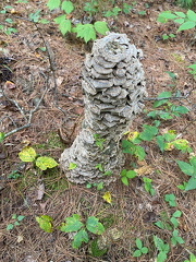 385458256 10162823179617542 2387412488306062833 n 17970599846464951