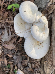 332115377 1281416435921856 1283743198232157012 n 17889906632790113