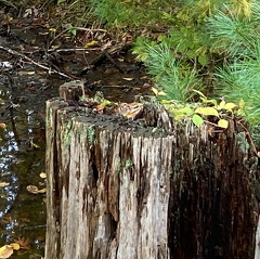 244483820 234783088521800 4536663740834502805 n 17907733934150059