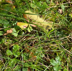 244497778 563754484874936 6162945593638408646 n 17962247797477538