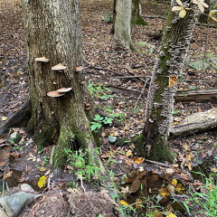 244577369 410131107139738 3062699381957184190 n 17923556731812745