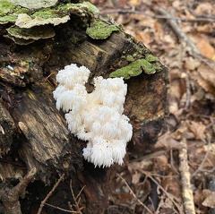 244577791 1729440113928559 3533134417534582074 n 17919338287940340