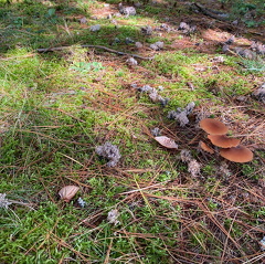 244622691 1058102741434573 1476029904623950611 n 17854459826620199