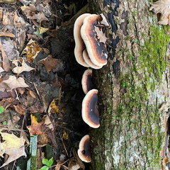 244646189 984478535469372 4940351452313955600 n 18140606191215300