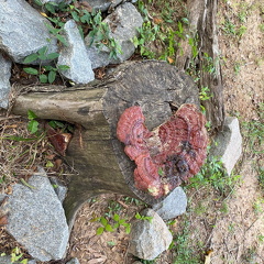 241314628 606543270339893 417575479529762409 n 17894338883210044