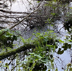 183682592 466992964518409 2481581348537770958 n 18157200538145347