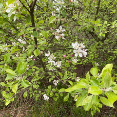 183803486 229453998952829 4544371292709769464 n 17899863220979117